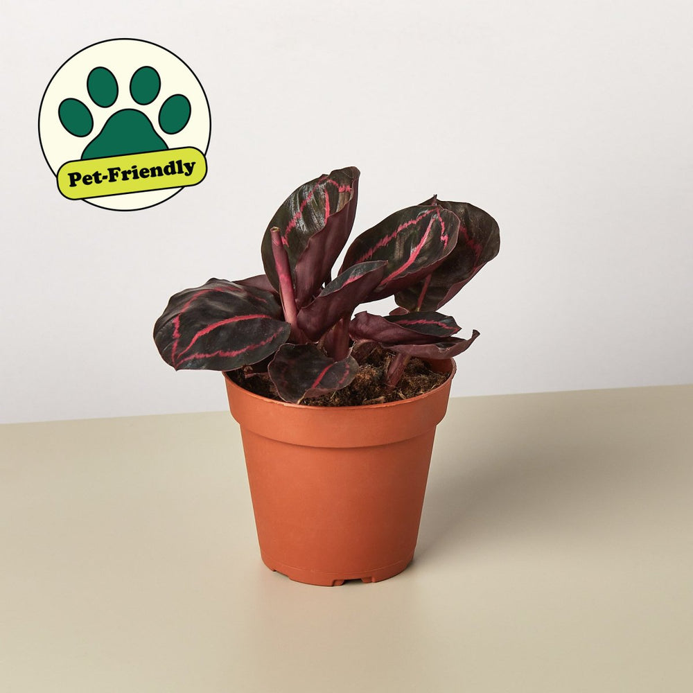 lily & onyx Calathea 'Dottie' - lily & onyx