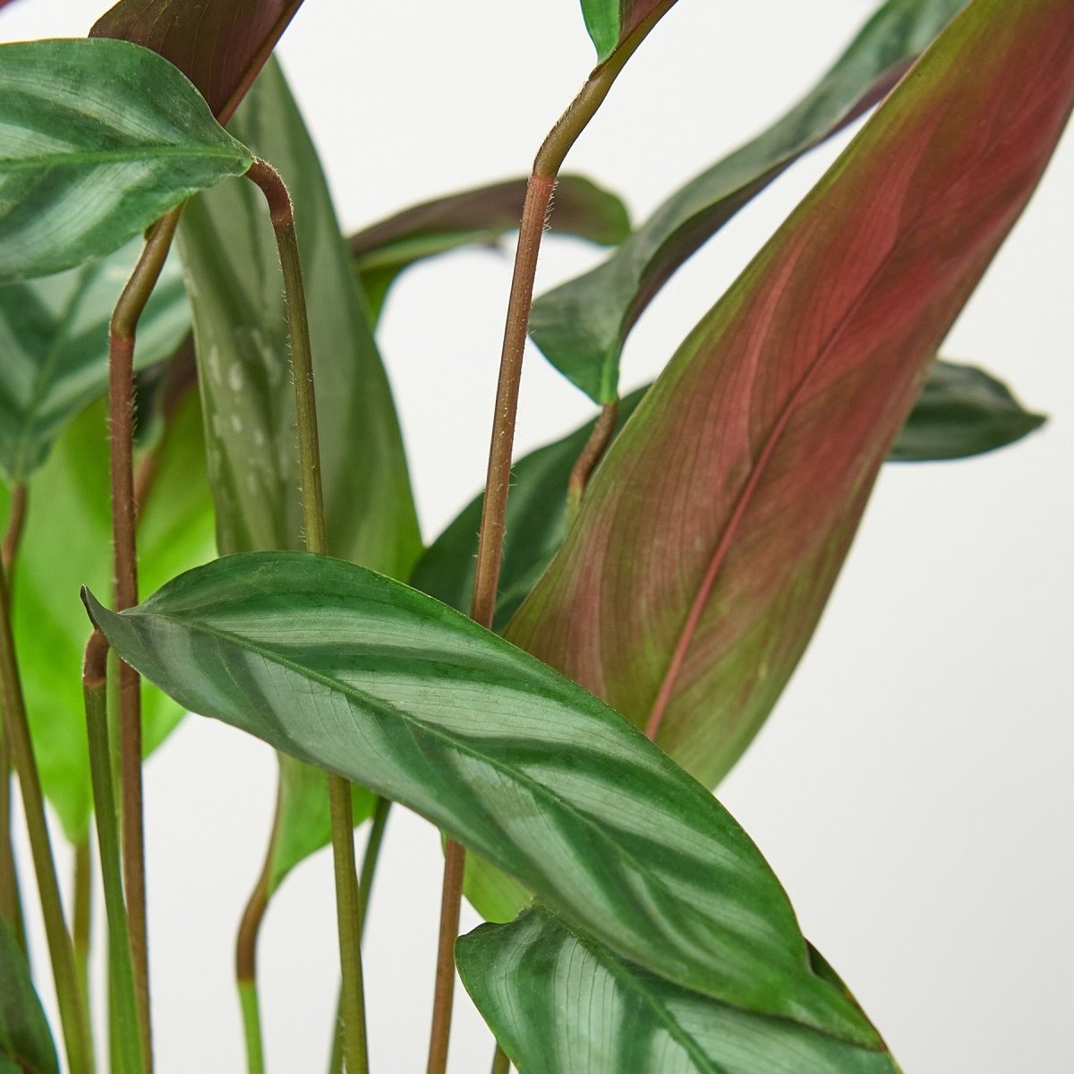 lily & onyx Calathea 'Grey Star' - lily & onyx