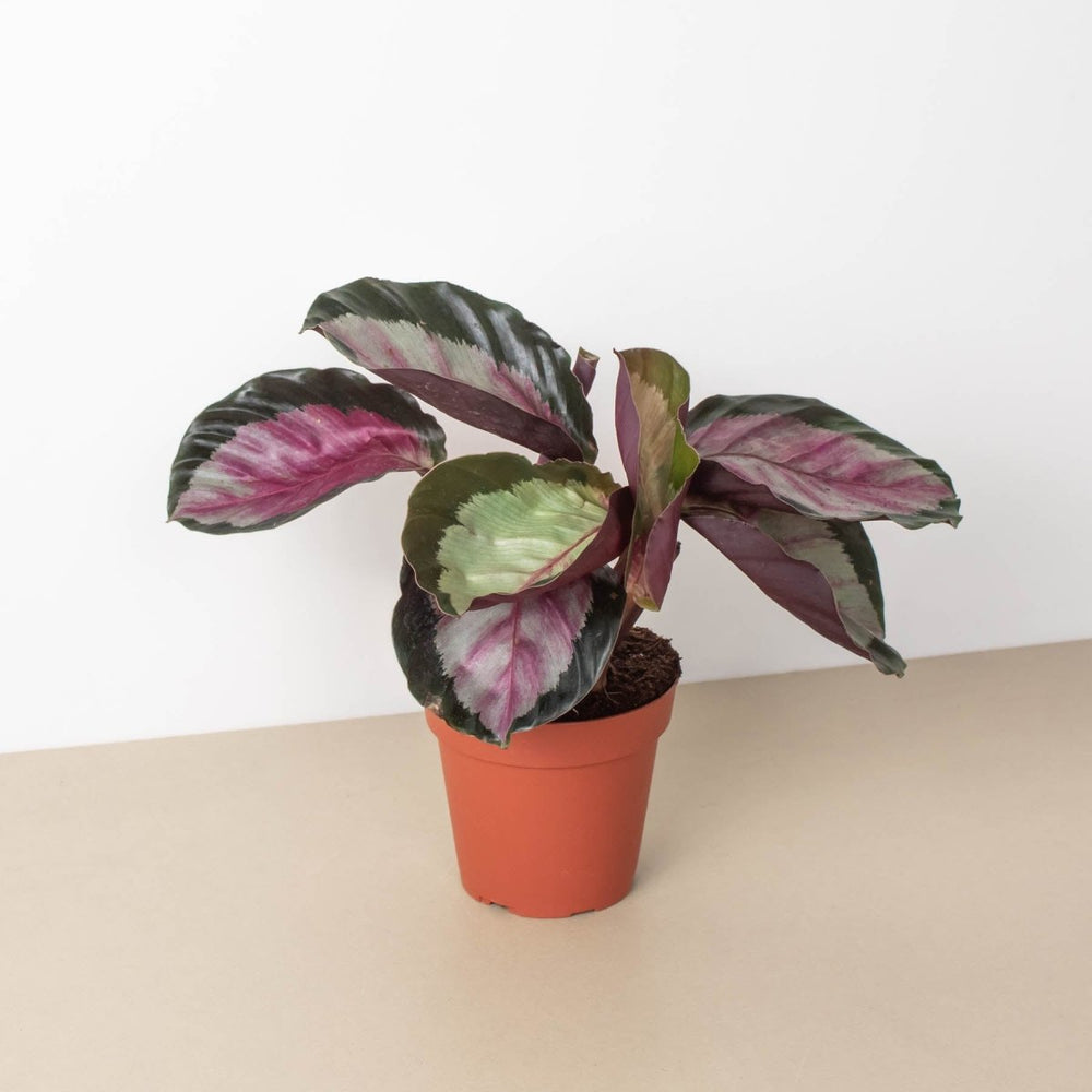 lily & onyx Calathea roseopicta 'Silvia' - lily & onyx