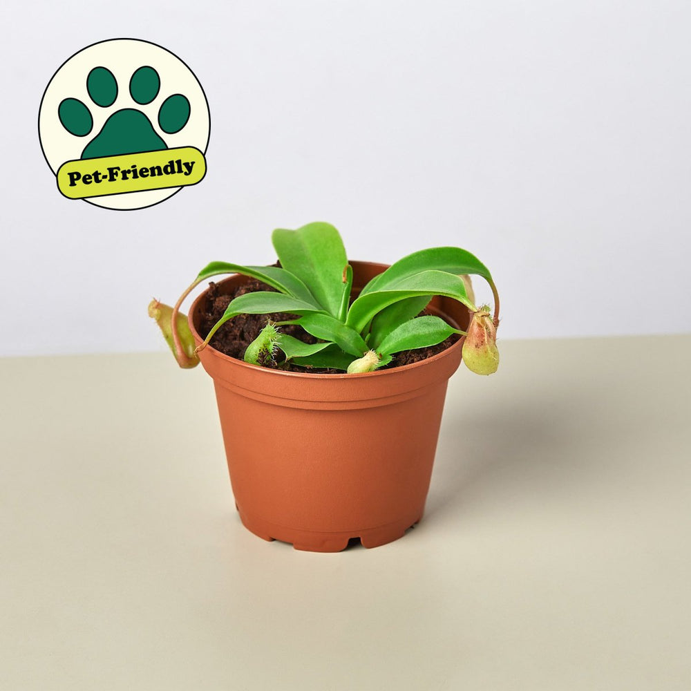 lily & onyx Carnivorous 'Monkey Cup' Plant - lily & onyx