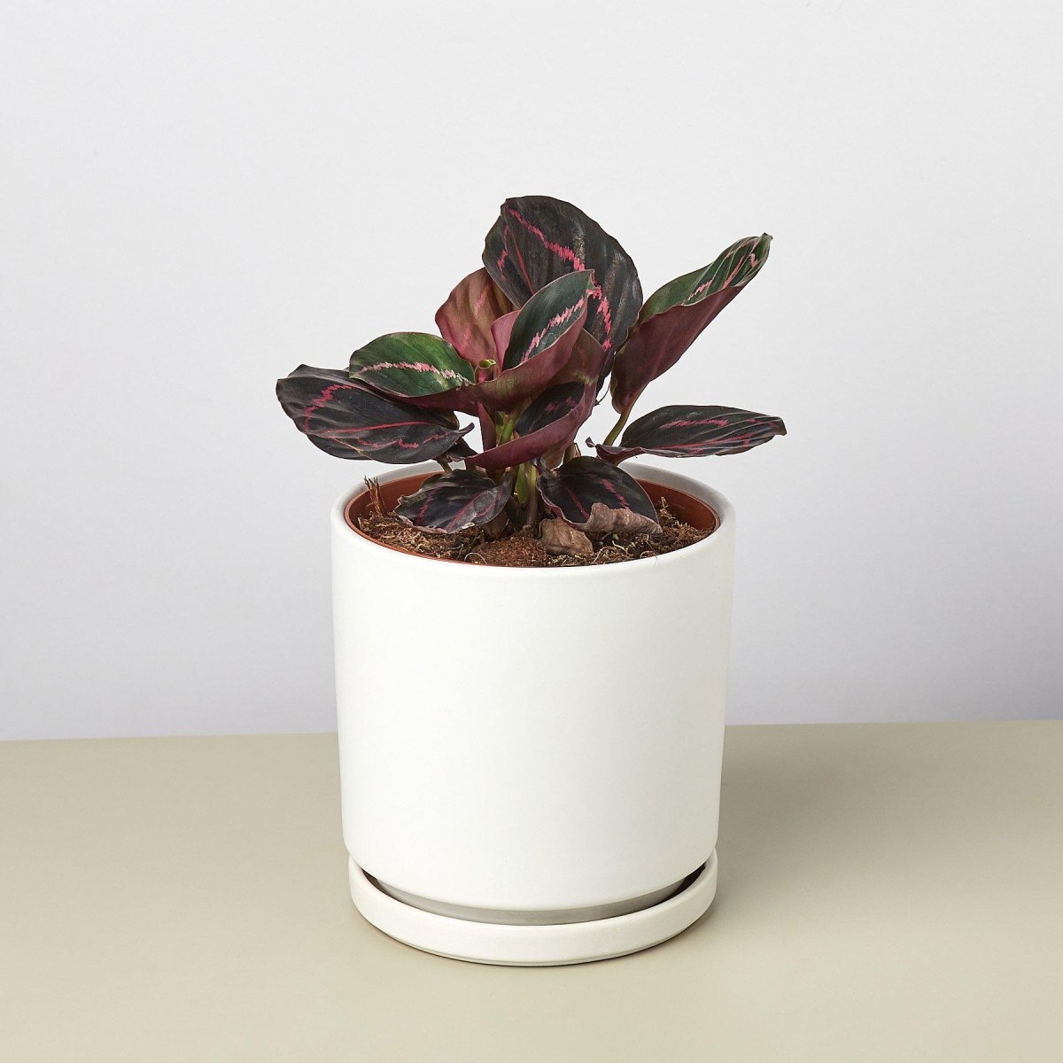 lily & onyx Ceramic Cylinder Planter - lily & onyx