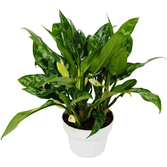 lily & onyx Chinese Evergreen 'Maria' - lily & onyx