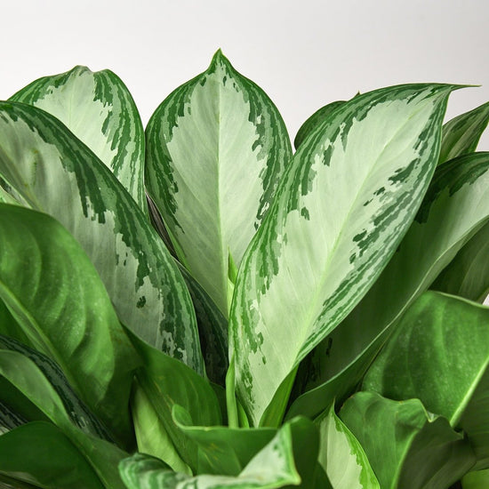 lily & onyx Chinese Evergreen 'Silver Bay' - 10" Pot - lily & onyx