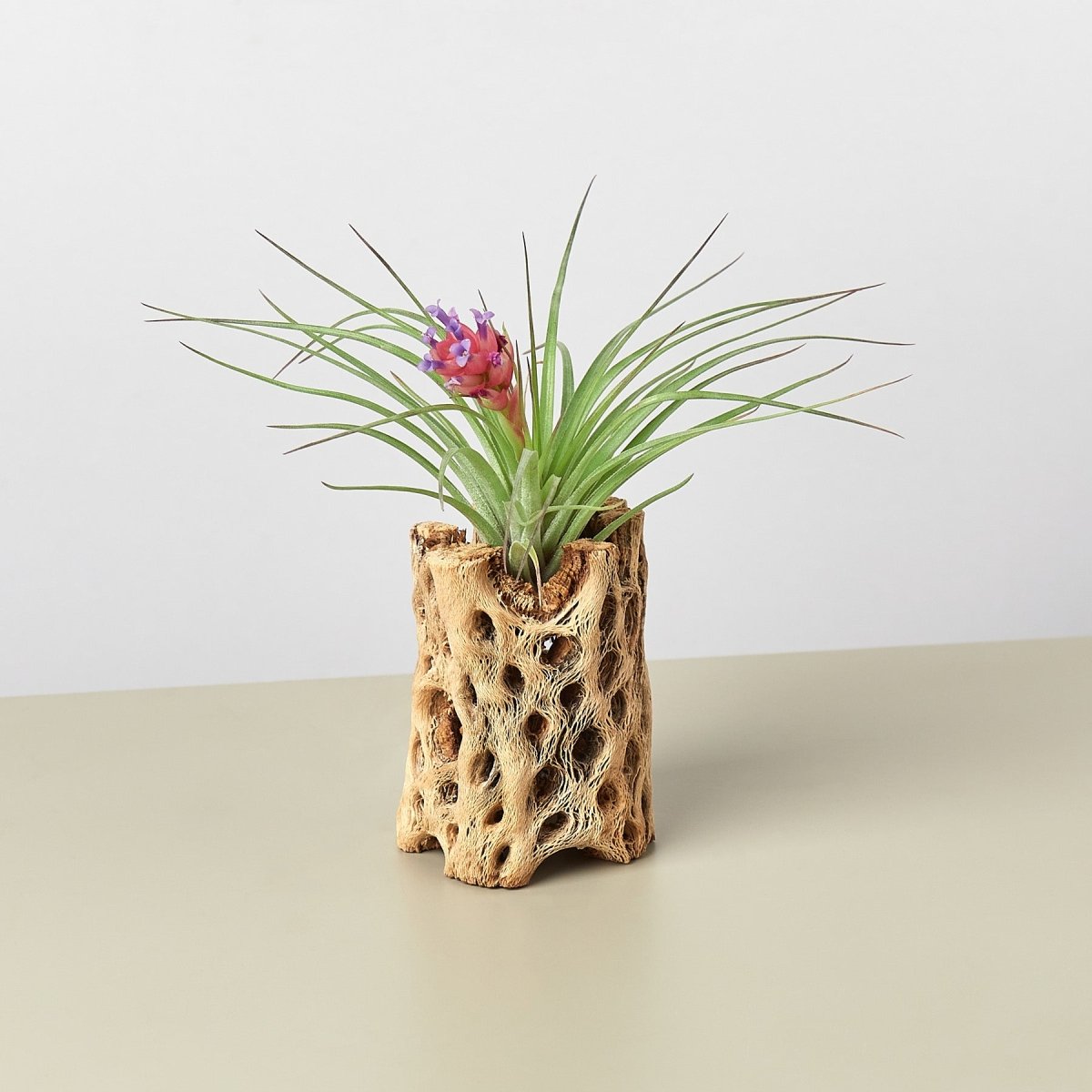 lily & onyx Cholla Wood Planter - lily & onyx