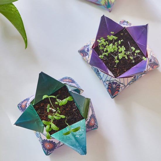 Modern Sprout Cosmic Seed Kits - lily & onyx