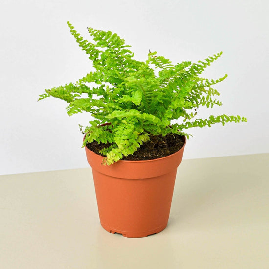 lily & onyx Cotton Candy Fern - lily & onyx