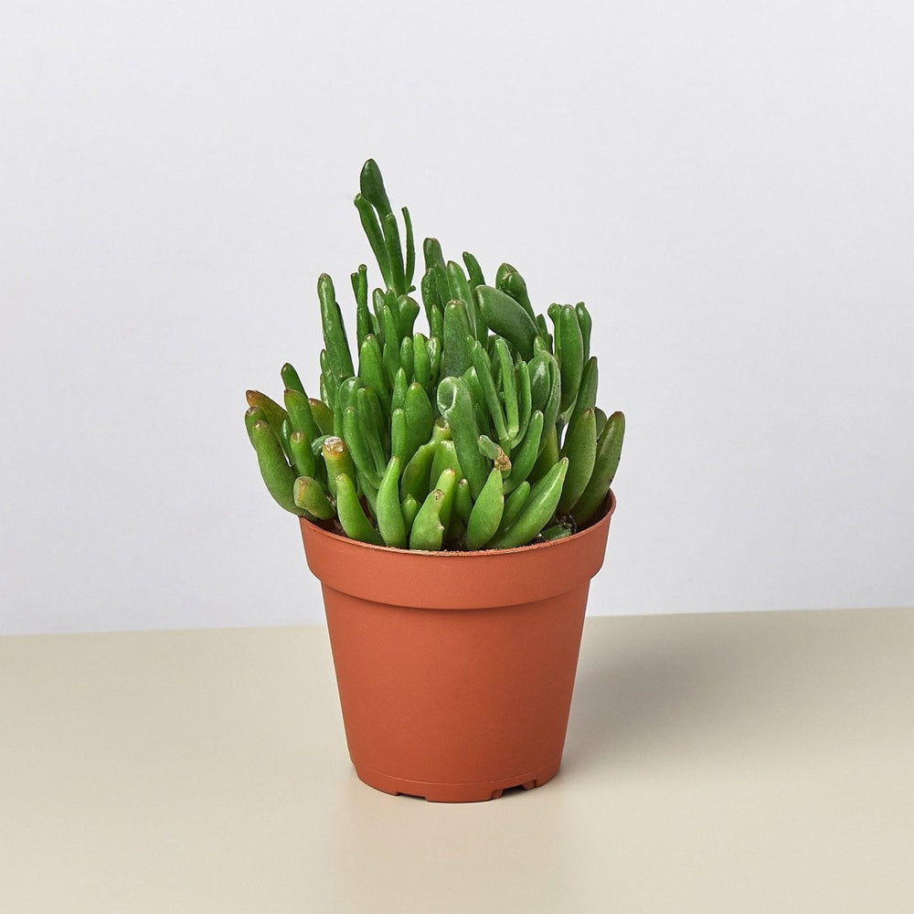 
                      
                        lily & onyx Crassula Ovata 'Gollum Jade' Succulent - 4" Pot - lily & onyx
                      
                    