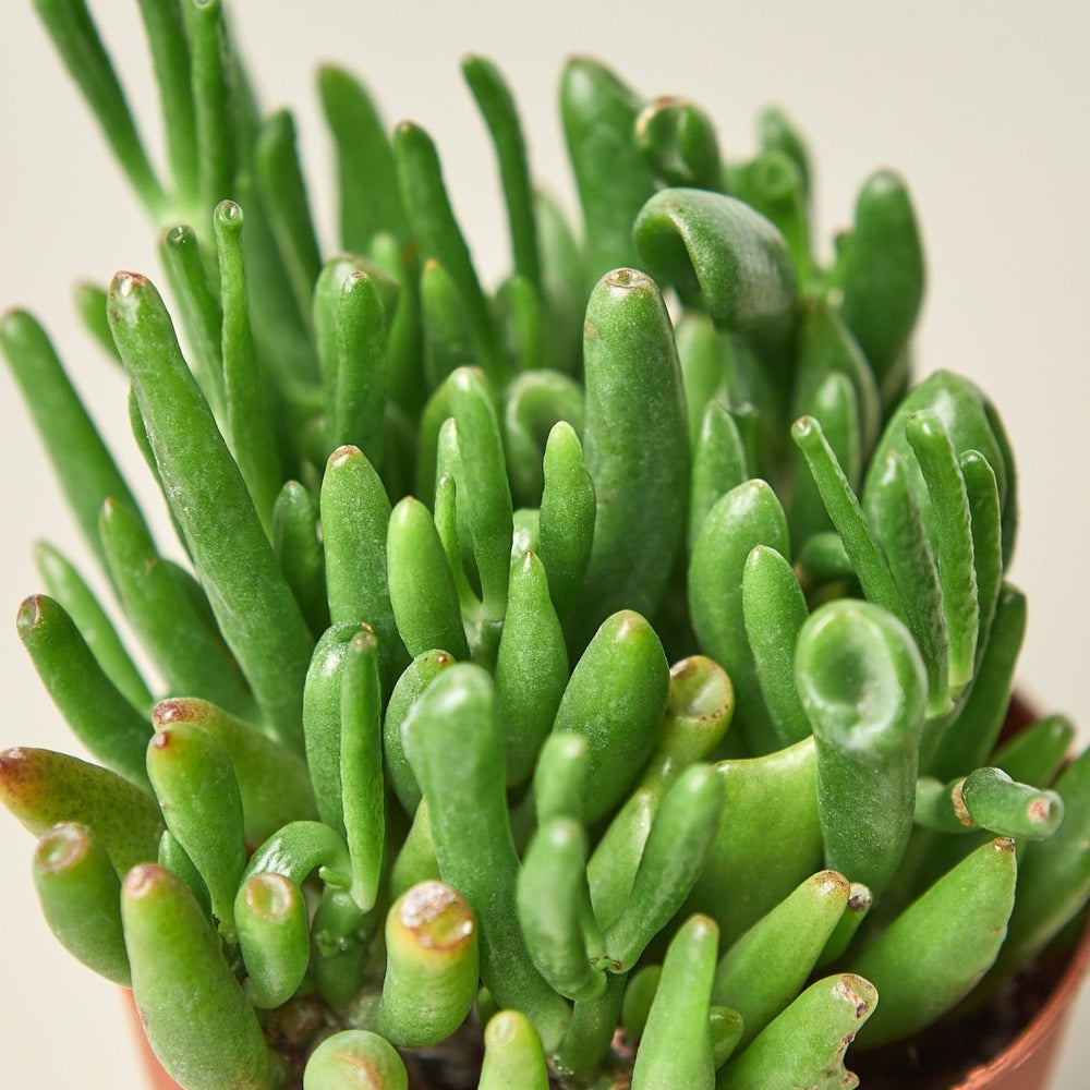 
                      
                        lily & onyx Crassula Ovata 'Gollum Jade' Succulent - 4" Pot - lily & onyx
                      
                    