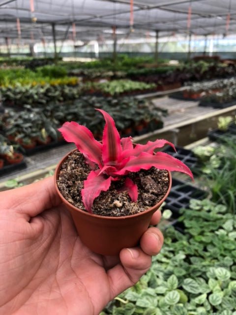 Load image into Gallery viewer, lily &amp;amp; onyx Cryptanthus &amp;#39;Pink Star&amp;#39; - lily &amp;amp; onyx
