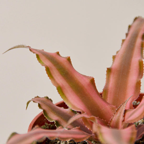 lily & onyx Cryptanthus 'Pink Star' - lily & onyx