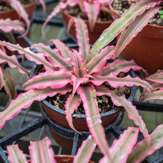 Load image into Gallery viewer, lily &amp;amp; onyx Cryptanthus &amp;#39;Pink Star&amp;#39; - lily &amp;amp; onyx
