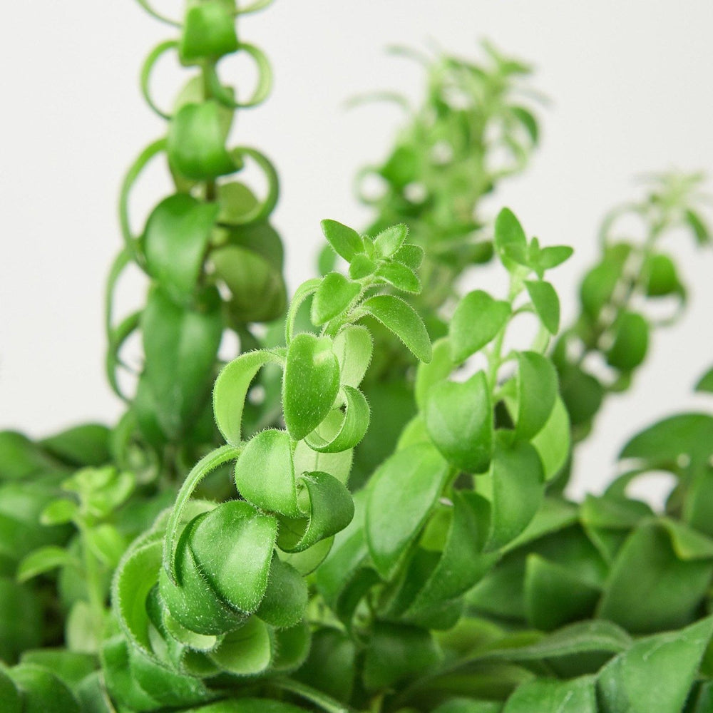 
                      
                        lily & onyx Curly Lipstick Plant - lily & onyx
                      
                    