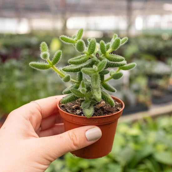 lily & onyx Delosperma echinatum 'Pickle Plant' - lily & onyx