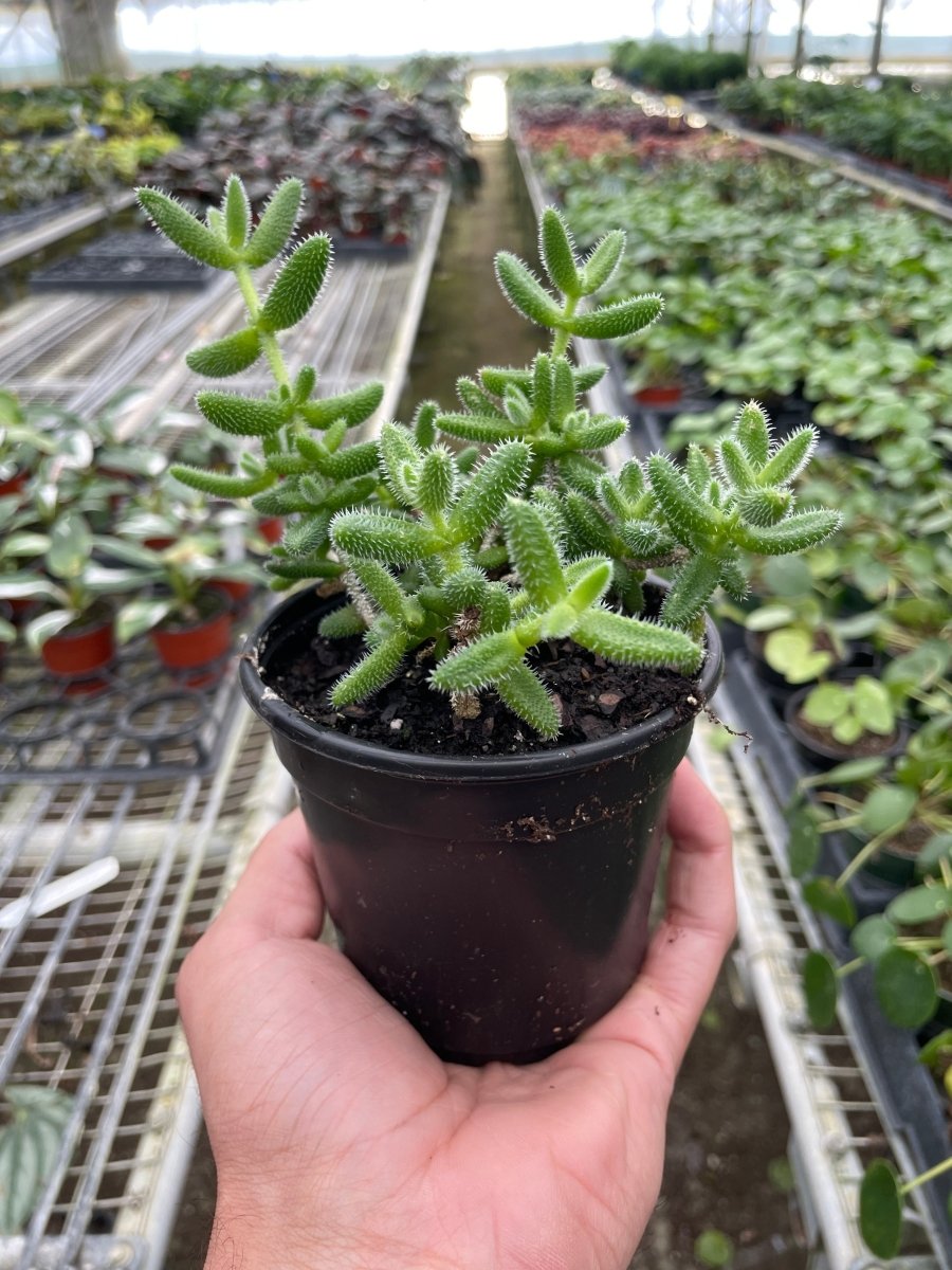 lily & onyx Delosperma echinatum 'Pickle Plant' - lily & onyx
