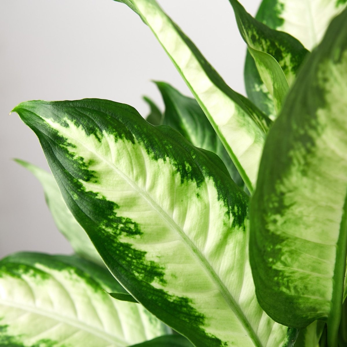 lily & onyx Dieffenbachia Camille - lily & onyx