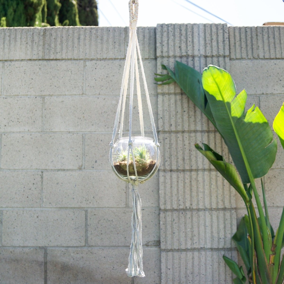 Soul of the Party Dip Dyed Plant Hanger - lily & onyx