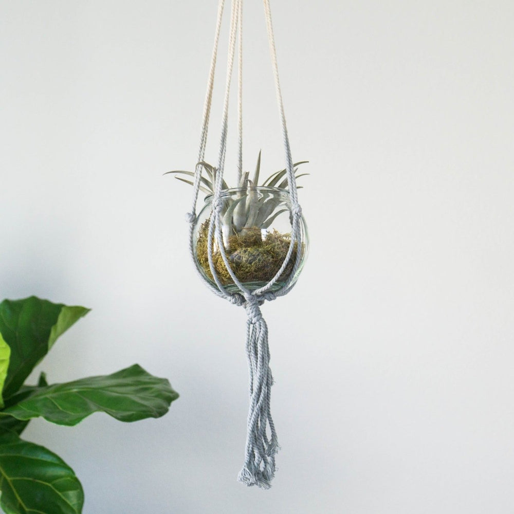 
                      
                        Soul of the Party Dip Dyed Plant Hanger - lily & onyx
                      
                    