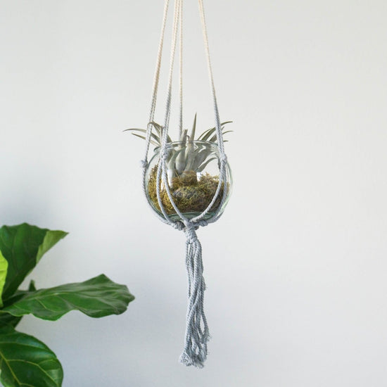 Soul of the Party Dip Dyed Plant Hanger - lily & onyx