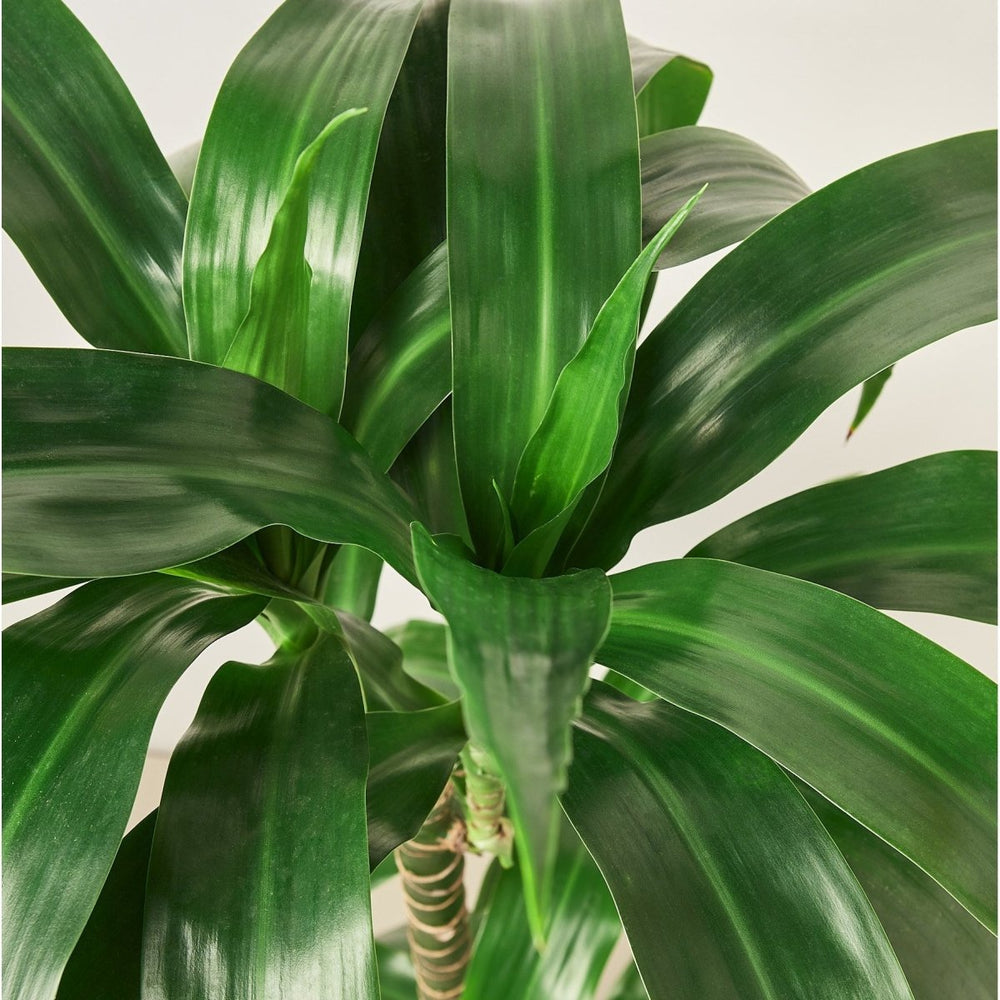 
                      
                        lily & onyx Dracaena 'Elegance' - 10" Pot - lily & onyx
                      
                    