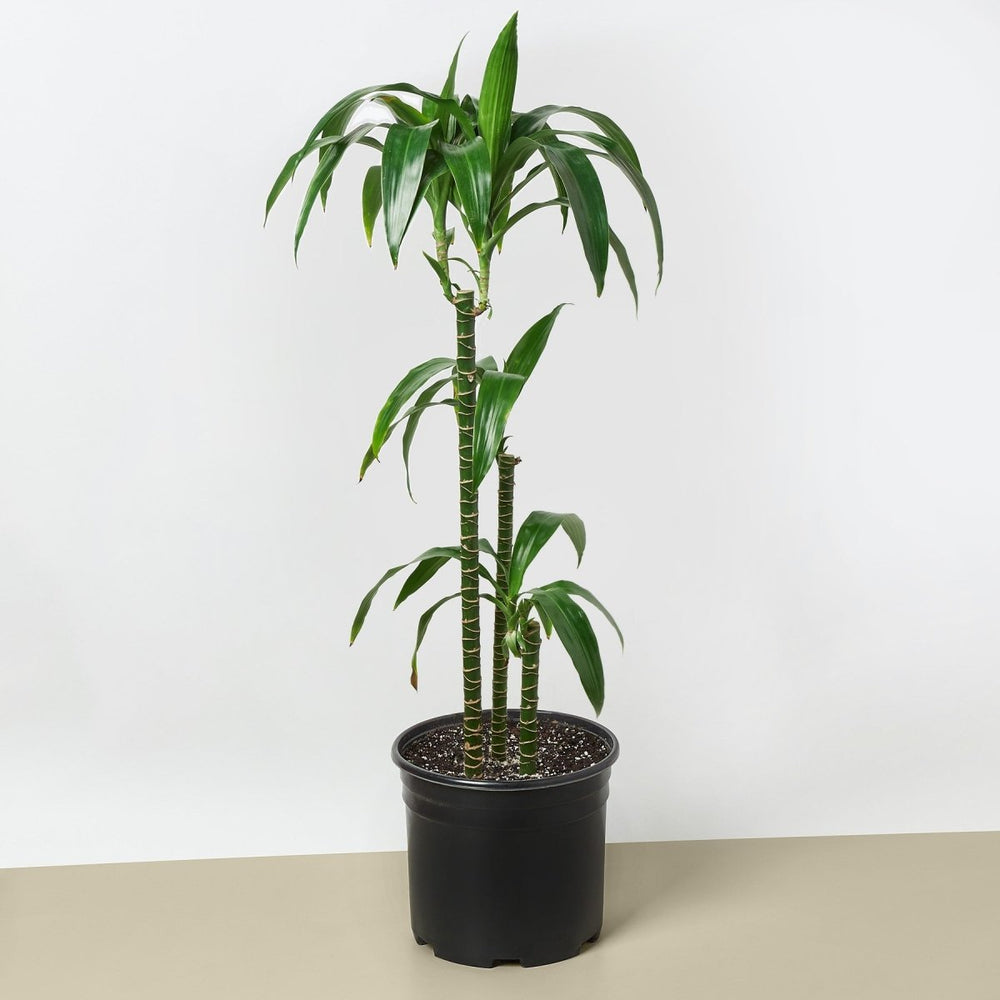 
                      
                        lily & onyx Dracaena 'Elegance' - 10" Pot - lily & onyx
                      
                    