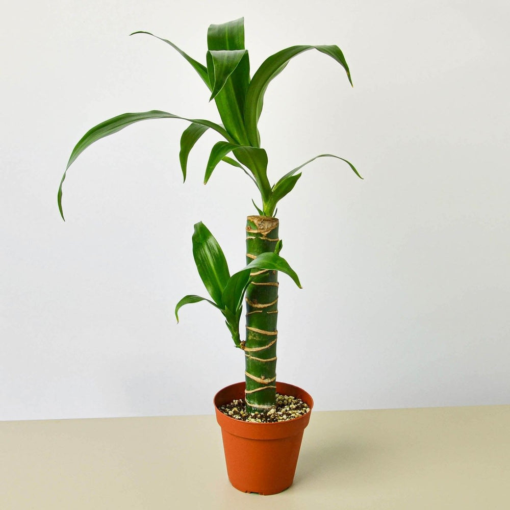 lily & onyx Dracaena 'Elegance' - lily & onyx