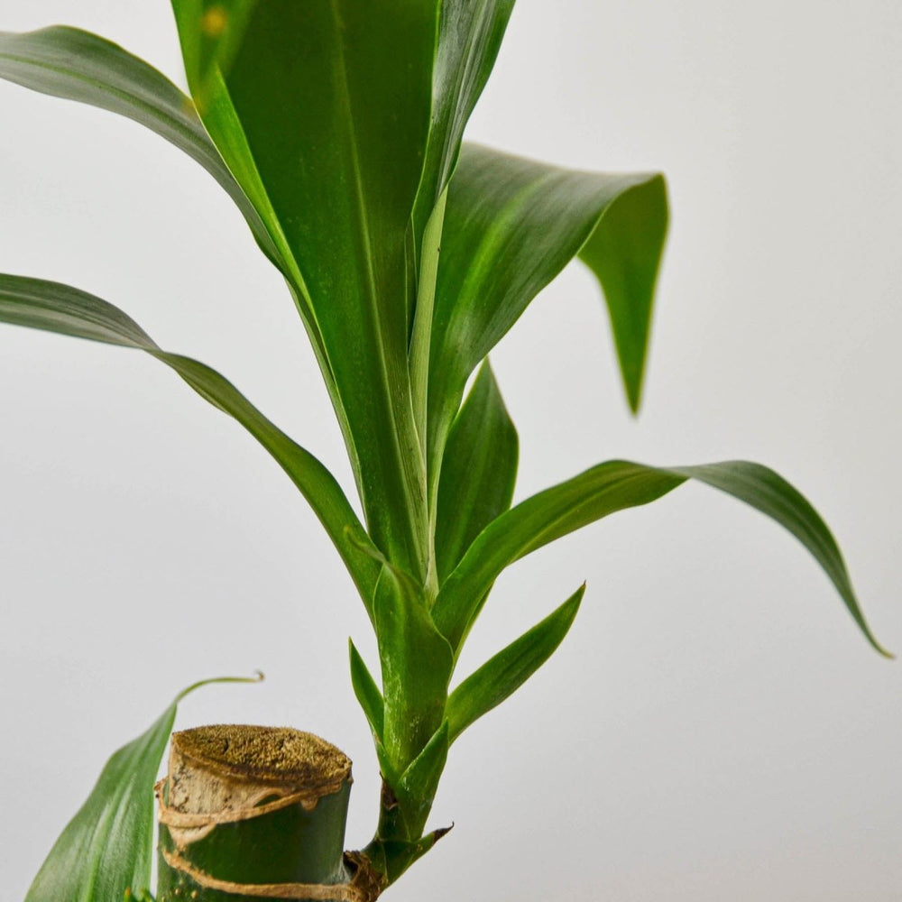 
                      
                        lily & onyx Dracaena 'Elegance' - lily & onyx
                      
                    