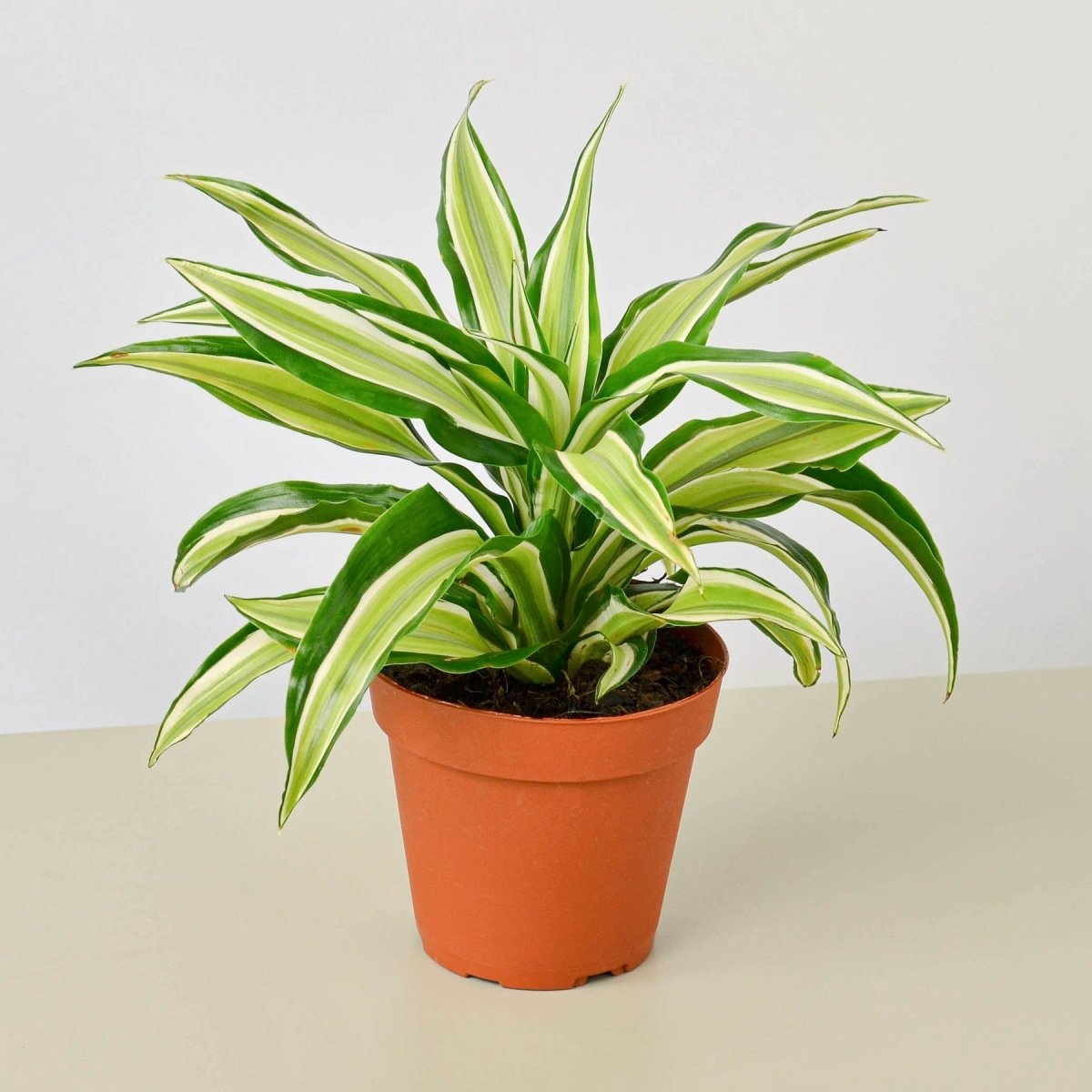 lily & onyx Dracaena 'Malaika' - lily & onyx