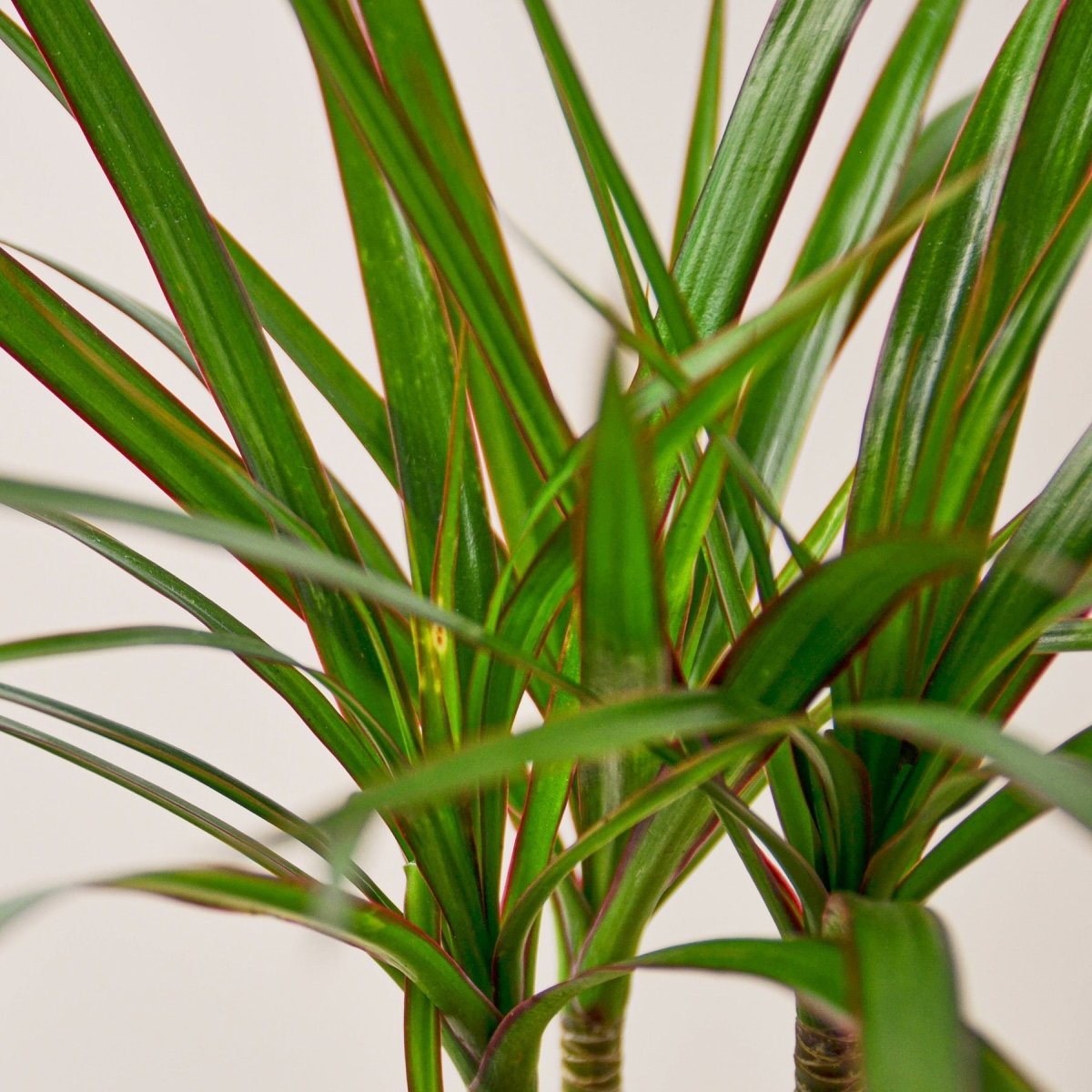 lily & onyx Dracaena 'Marginata Cane' - lily & onyx