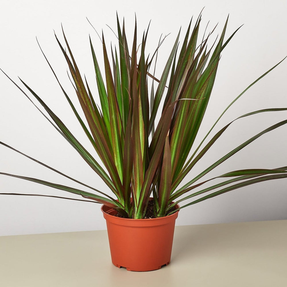 lily & onyx Dracaena 'Marginata Magenta' - lily & onyx