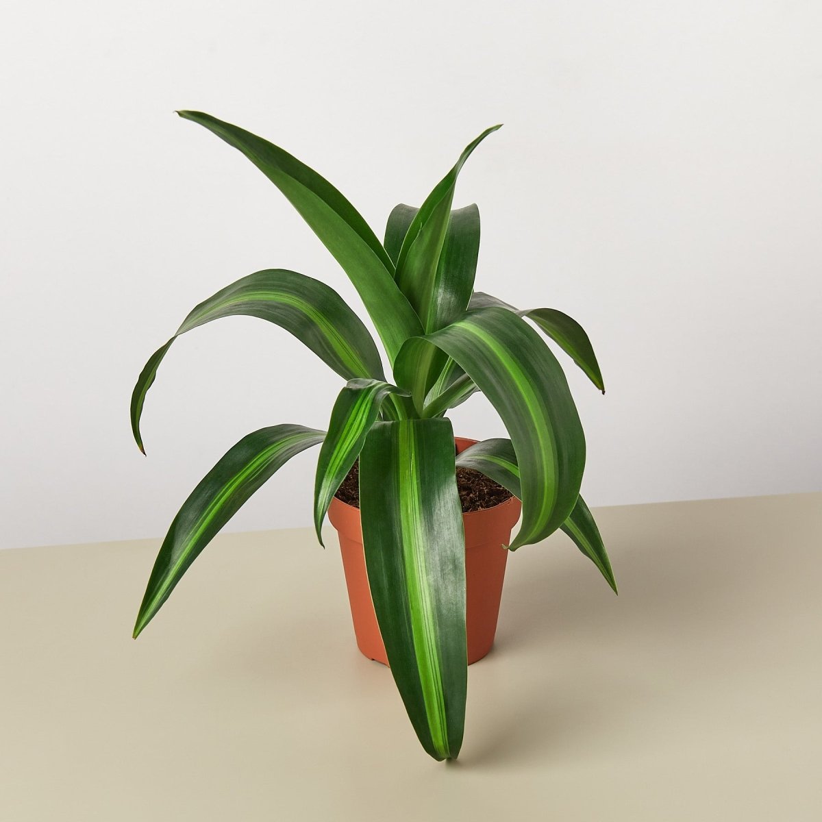 lily & onyx Dracaena 'Massangeana' - lily & onyx