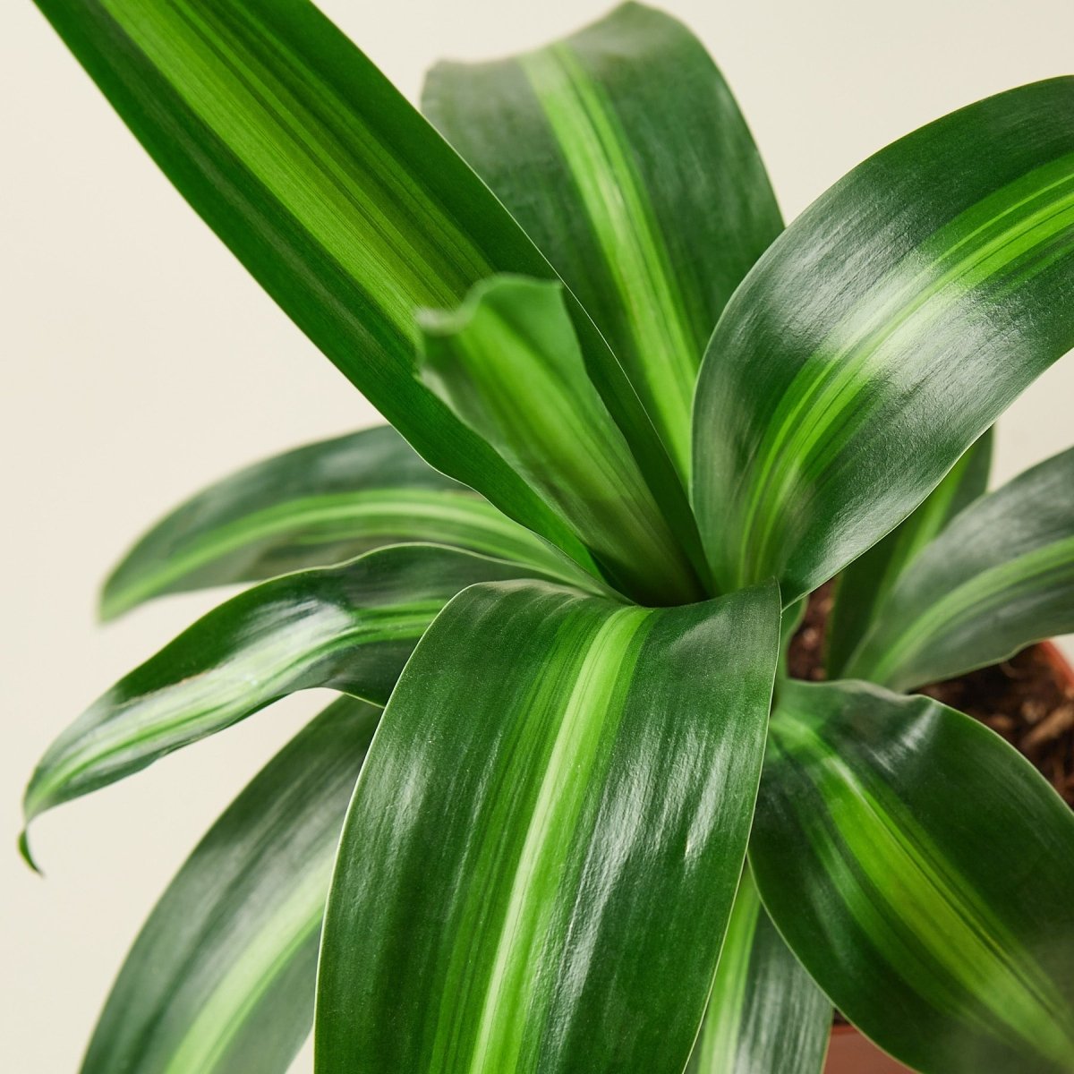 lily & onyx Dracaena 'Massangeana' - lily & onyx