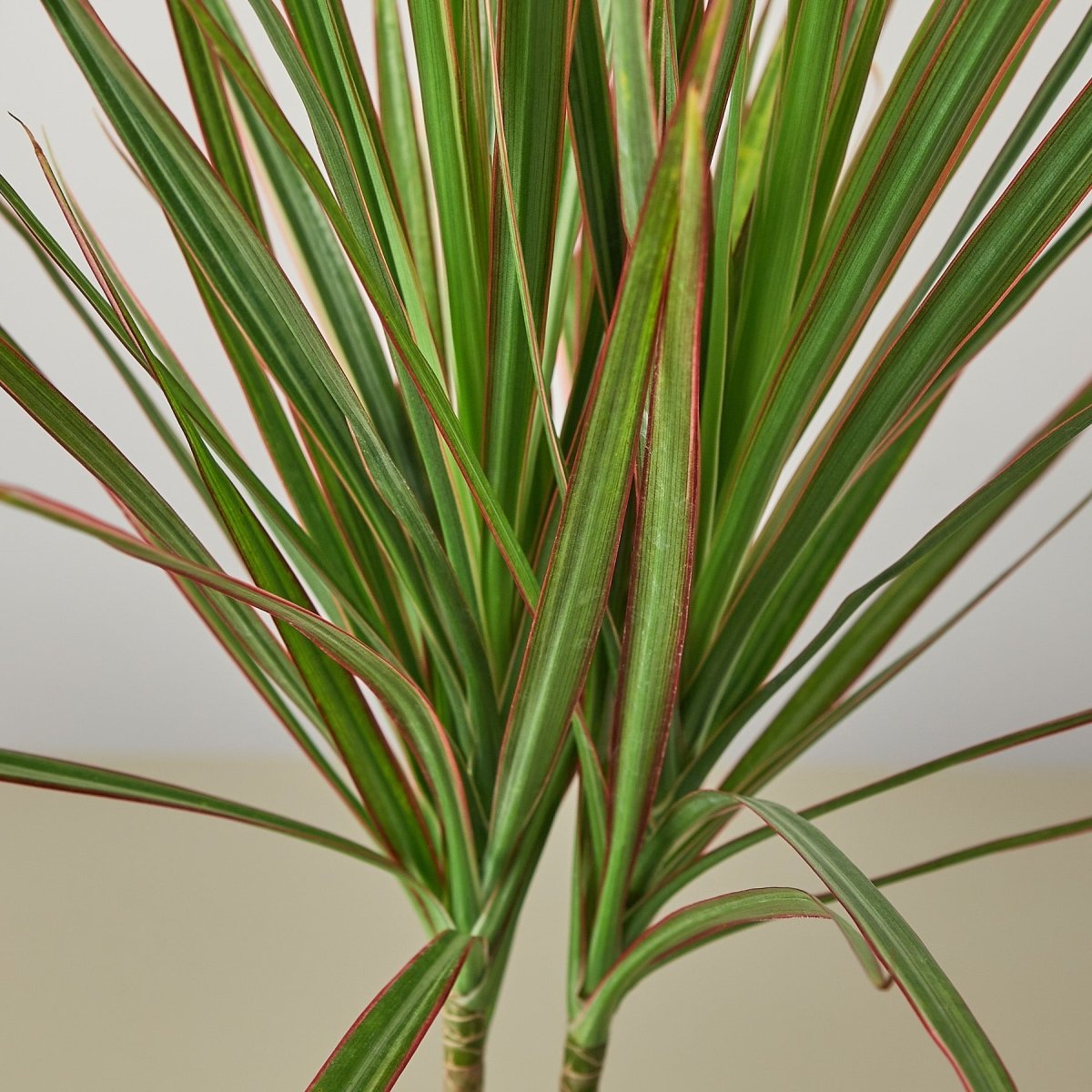 lily & onyx Dracaena 'Red Margined' - lily & onyx