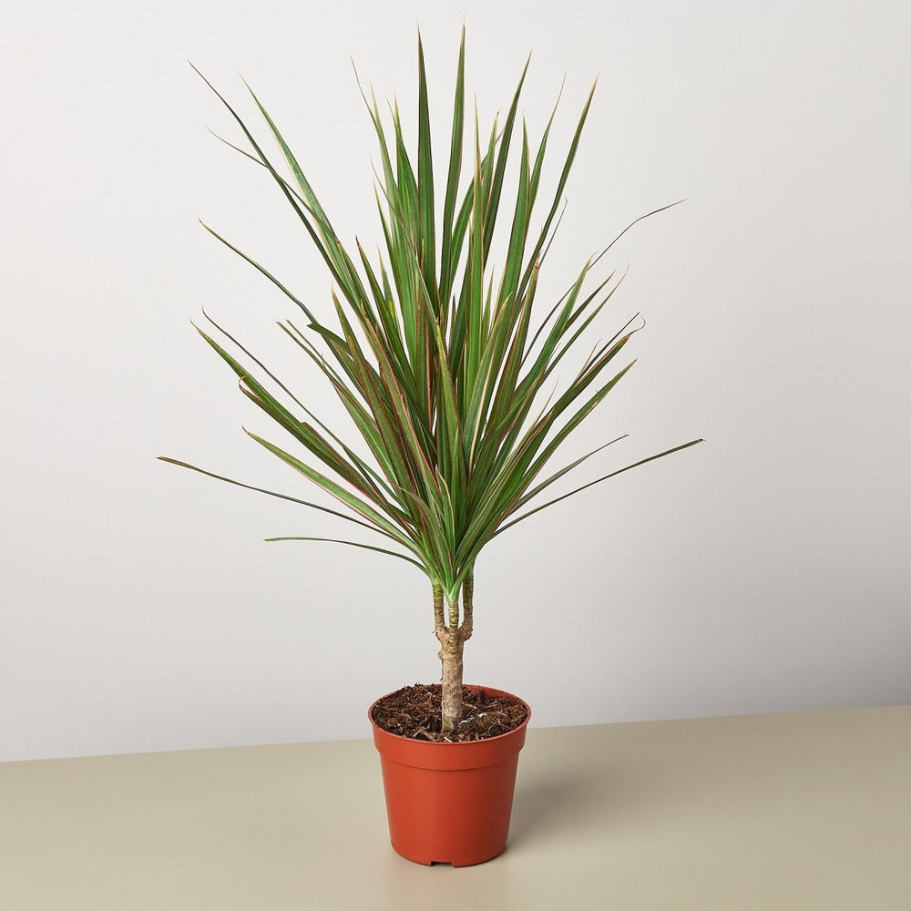 lily & onyx Dracaena 'Red Margined' - lily & onyx