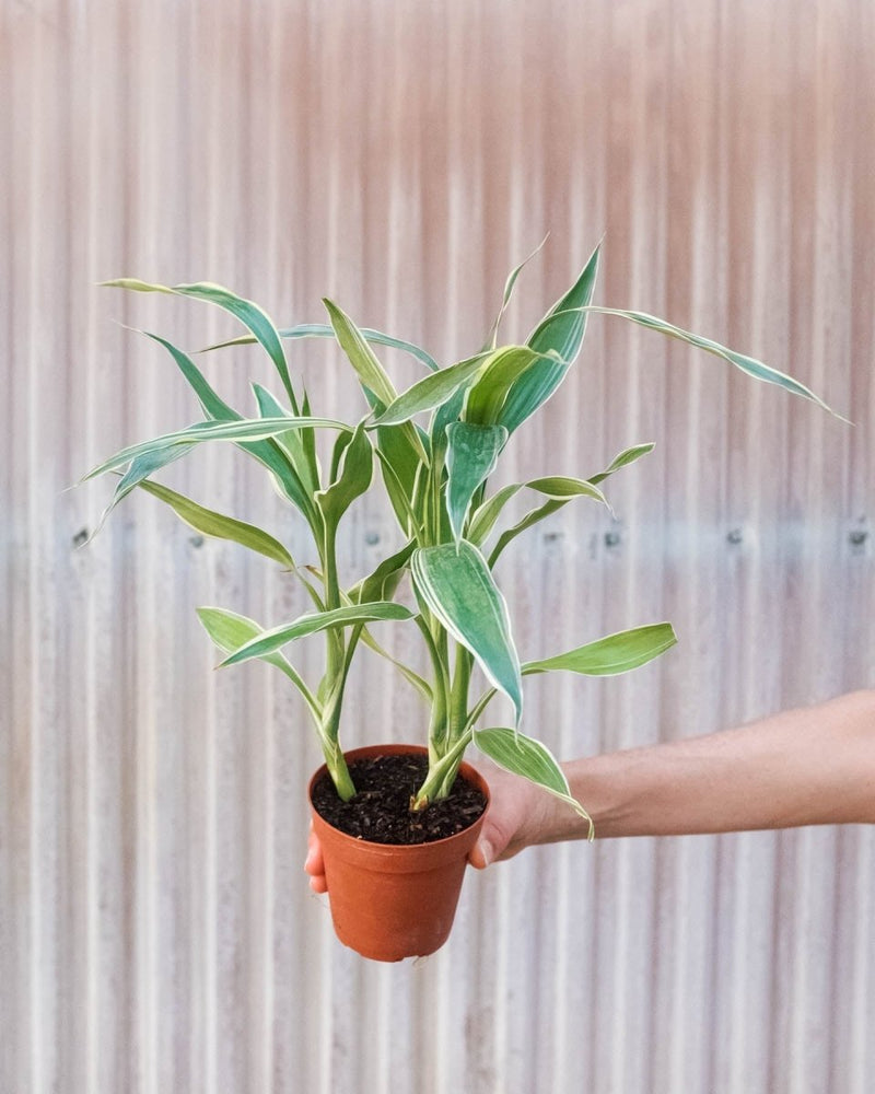 
                      
                        lily & onyx Dracaena 'Sanderiana' - lily & onyx
                      
                    