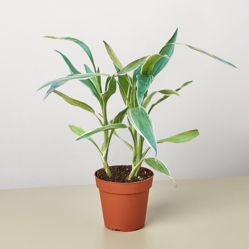 
                      
                        lily & onyx Dracaena 'Sanderiana' - lily & onyx
                      
                    