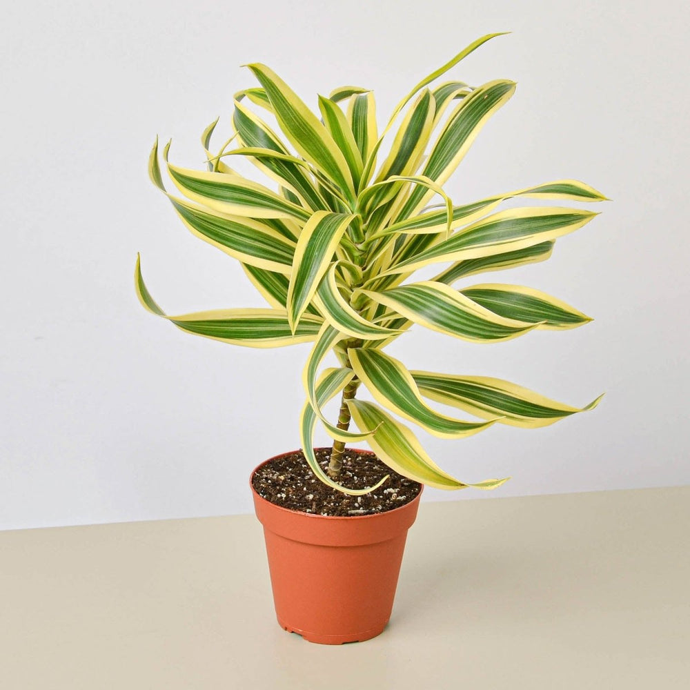 lily & onyx Dracaena Song of India - lily & onyx