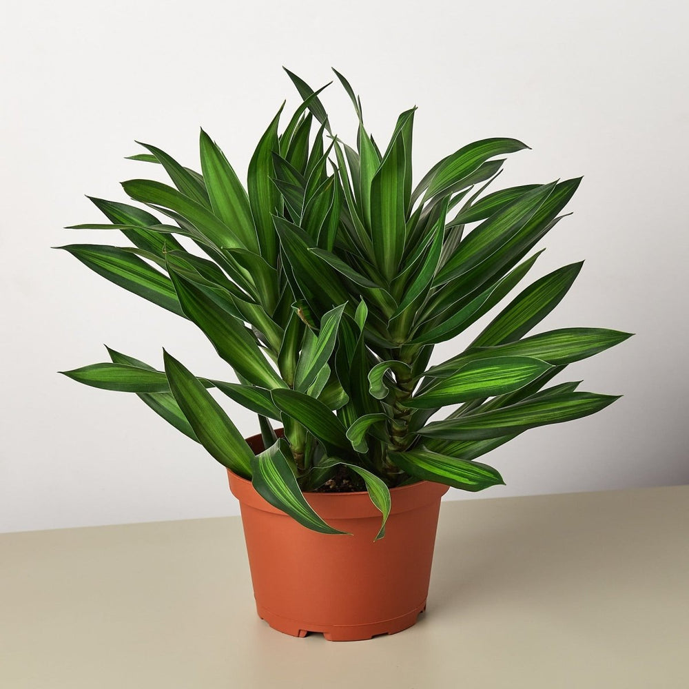 lily & onyx Dracaena 'Song of Jamaica' - lily & onyx