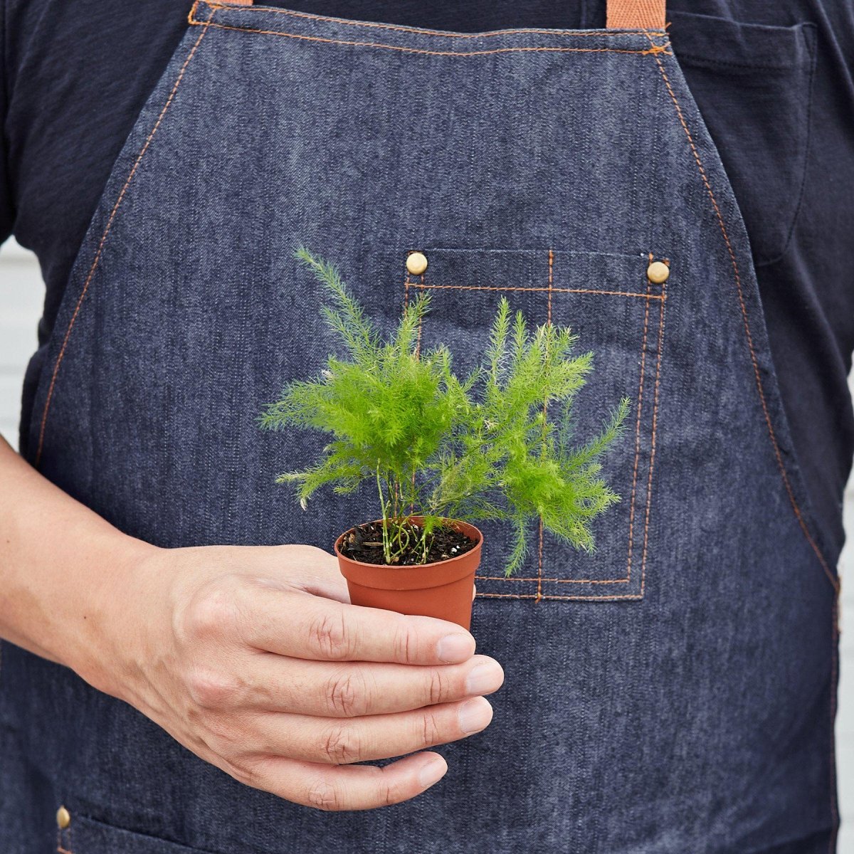 lily & onyx Fern 'Asparagus' - lily & onyx