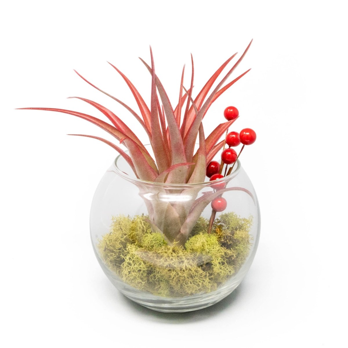 Air Plant Supply Co. Festive Terrarium with Green Reindeer Moss, Berry Sprig, & Tillandsia Red Abdita Air Plant - lily & onyx