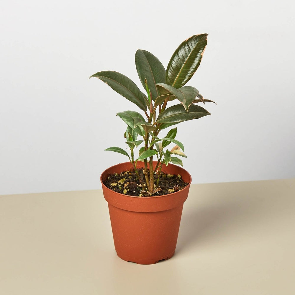 lily & onyx Ficus Elastica 'Tineke' - lily & onyx