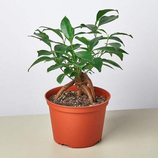 lily & onyx Ficus 'Ginseng' - lily & onyx