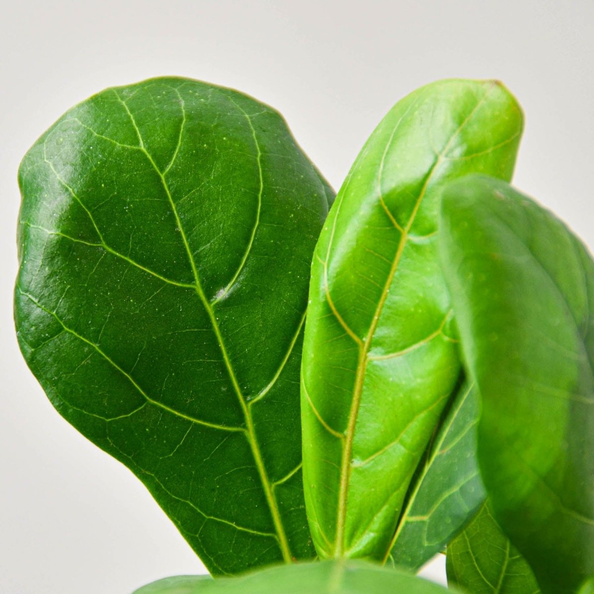 lily & onyx Ficus Lyrata 'Fiddle Leaf Fig' - lily & onyx