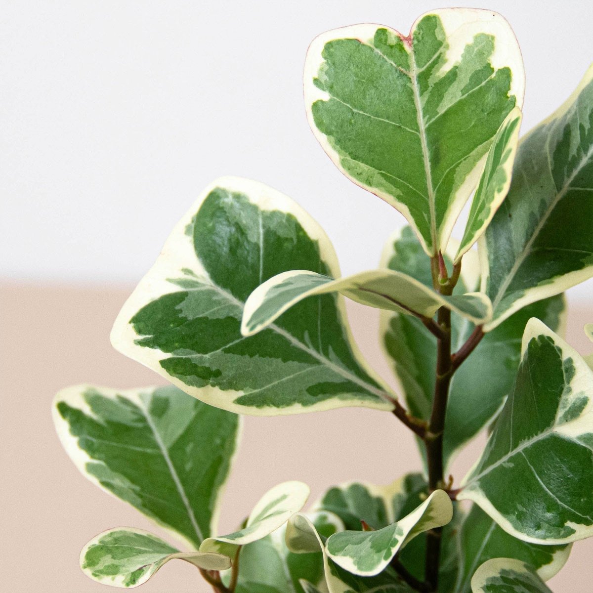 lily & onyx Ficus 'Triangularis Variegated' - lily & onyx