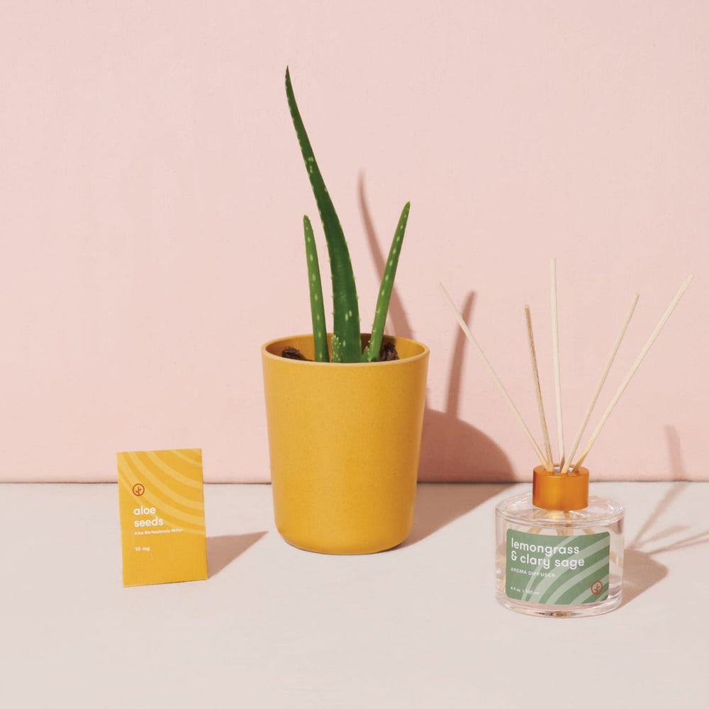 
                      
                        Modern Sprout Find Balance - Grounding Aloe Kit - lily & onyx
                      
                    