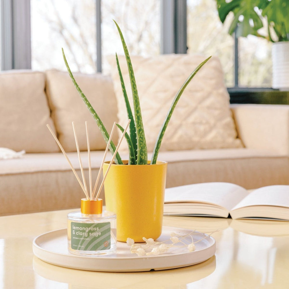 
                      
                        Modern Sprout Find Balance - Grounding Aloe Kit - lily & onyx
                      
                    