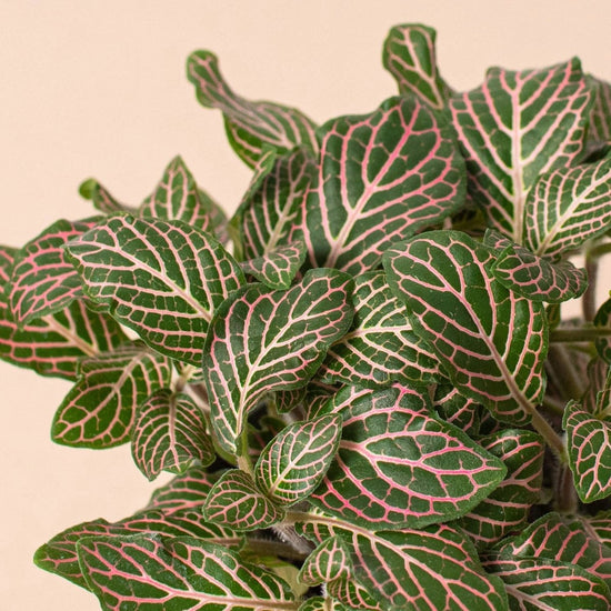 lily & onyx Fittonia 'Pink' - lily & onyx