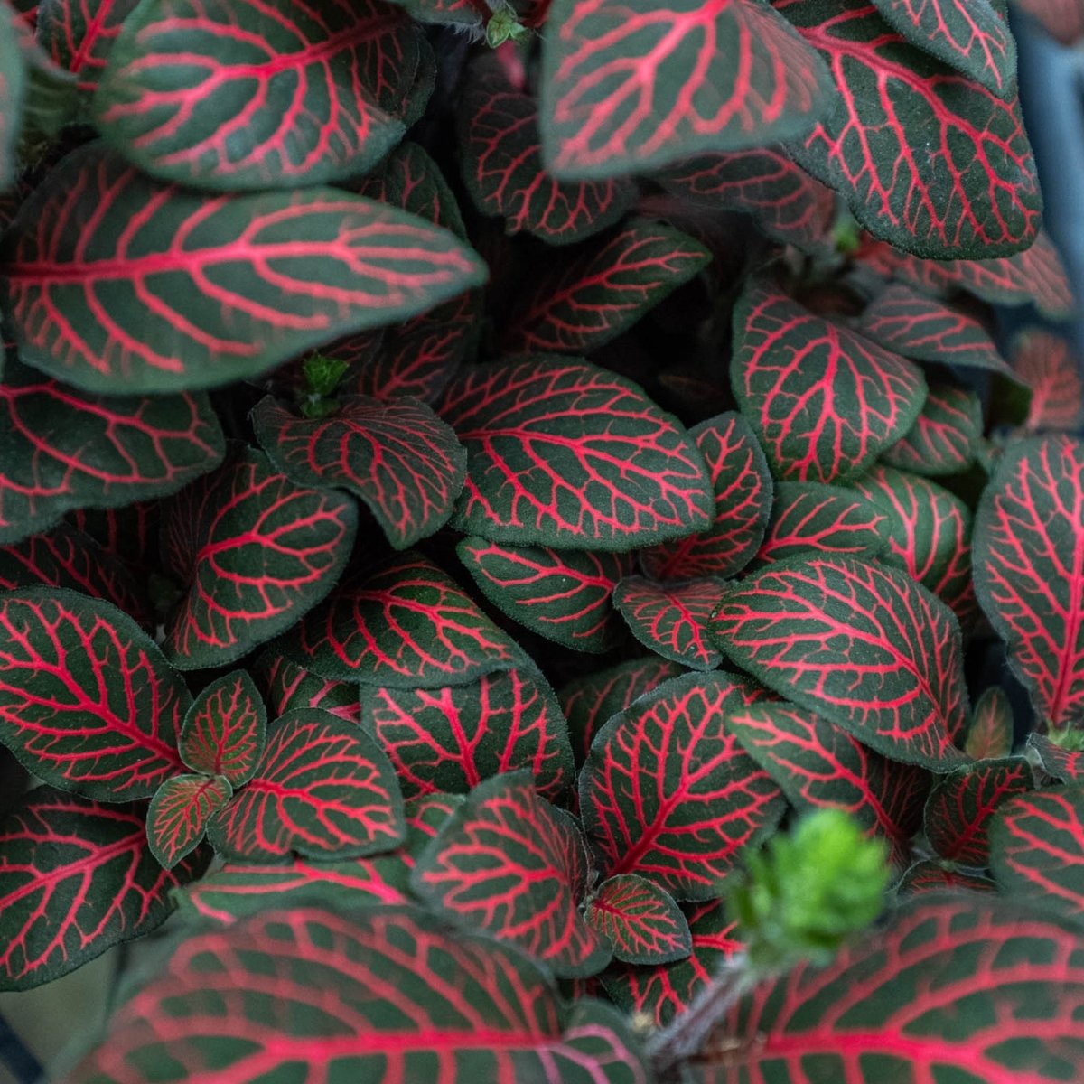 lily & onyx Fittonia 'Red' - lily & onyx