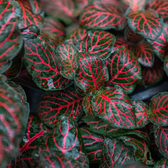 lily & onyx Fittonia 'Red' - lily & onyx
