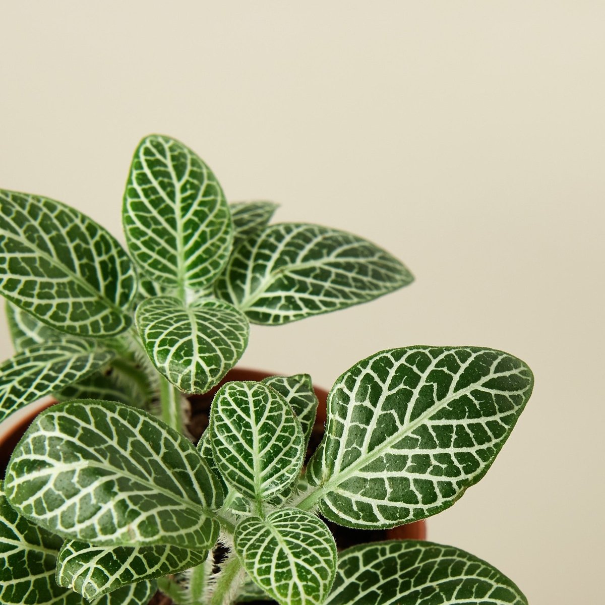 lily & onyx Fittonia 'White' - lily & onyx