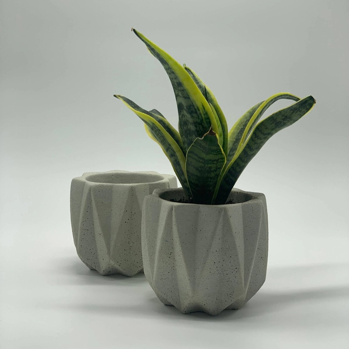 Load image into Gallery viewer, Uno Atelier Fold Concrete Planter, 4.5 Inch - lily &amp;amp; onyx
